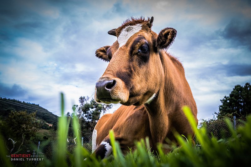 Juliana’s Animal Sanctuary